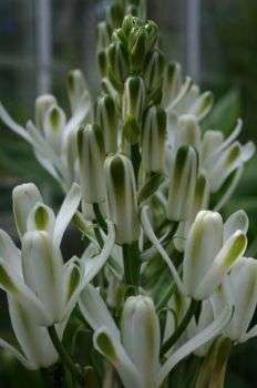 20 Albuca nelsonii Seeds Bulbous Flowering Plant From South Africa