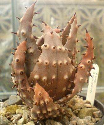 Aloe aculeata Seeds - Indigenous Succulents