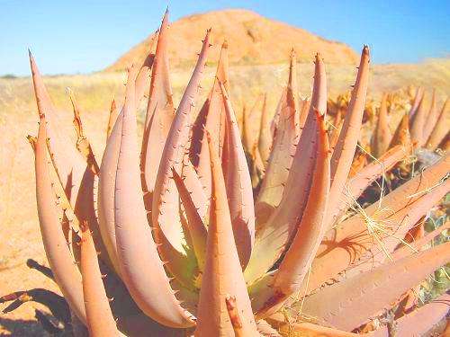 Aloe asperifolia Seeds or Desert Aloe Seeds - Indigenous Succulents