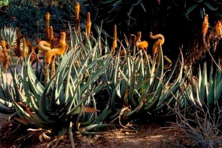 20 Aloe castanea Seeds or Cats Tail Aloe - Indigenous Succulents