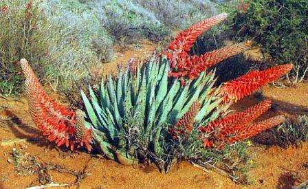 20 Aloe claviflora Seeds or Kraal Aloe Seeds - Indigenous Succulents