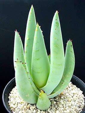Aloe claviflora Seeds or Kraal Aloe Seeds - Indigenous Succulents