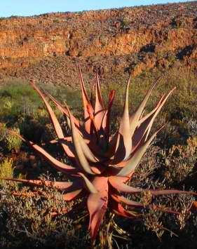 Aloe comosa Seeds RARE - Indigenous Succulents