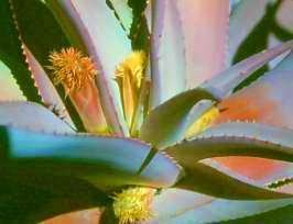 Aloe comosa Seeds RARE - Indigenous Succulents