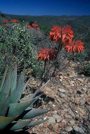 Aloe comptonii Seeds - Indigenous Succulents