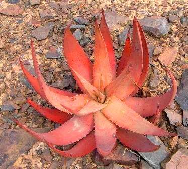 Aloe gariepensis Seeds - Indigenous Succulents