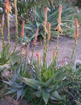 Aloe glauca - Blouaalwyn Seeds - Indigenous Succulents