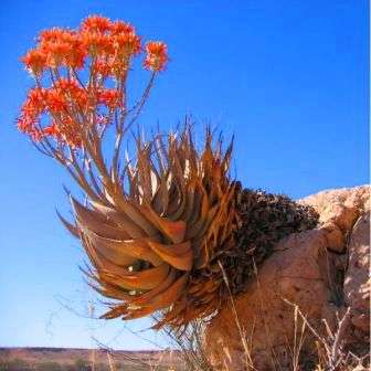 Aloe hereroensis Seeds or Sand Aloe Seeds - Indigenous Succulents