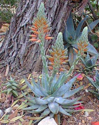 10 Aloe krapohliana Seeds - Indigenous Succulents