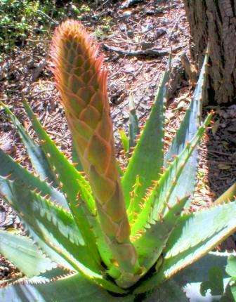 Aloe lineata Seeds - Indigenous Succulents