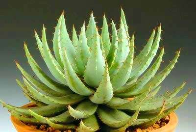 Aloe peglerae Seeds - Succulents