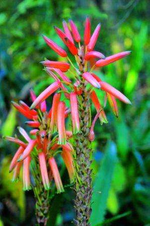 Aloe pluridens - French Aloe Seeds - Indigenous Succulents