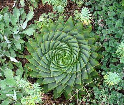 Aloe polyphylla - Spiral Aloe or Kroonaalwyn Seeds
