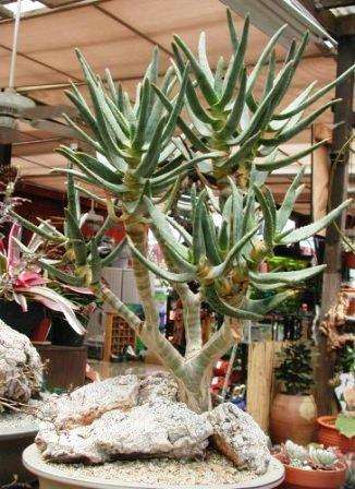 Aloe ramosissima Seeds - Maiden's Quiver Tree - RARE - Indigenous Succulents