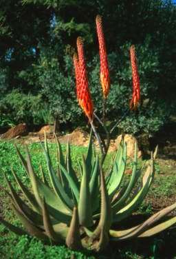 Aloe reitzii var. reitzii Seeds - Indigenous Succulents