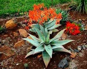 Coral Aloe Seeds or Aloe striata Seeds - Succulents