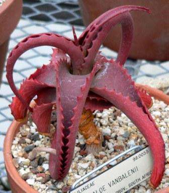 Aloe vanbalenii Seeds