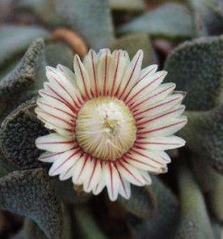 RARE SUCCULENT PLANT SEEDS Aloinopsis rosulata