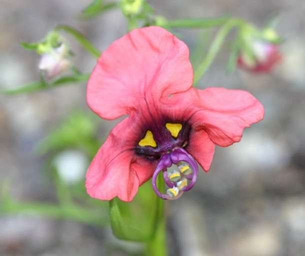 10 Alonsoa unilabiata Seeds - Indigenous