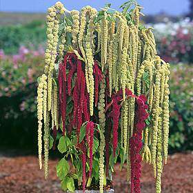 'Love-Lies-Bleeding' Amaranthus caudatus Seeds