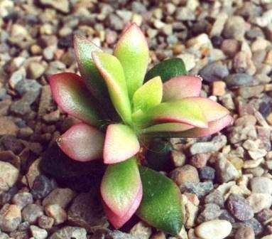 Anacampseros telephiastrum Seeds