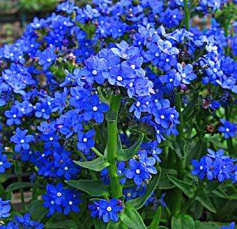 10 Anchusa capensis Seeds - Sow Autumn - Indigenous