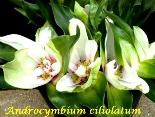 20 Androcymbium ciliolatum Seeds Bulbous Flowering Plants From South Africa - Sow Autumn
