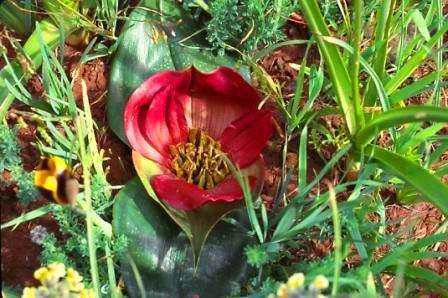 Androcymbium latifolium Seeds - Sow Autumn - Indigenous Bulbs Seeds