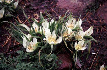 Androcymbium striatum Seeds - Bulbs Seeds