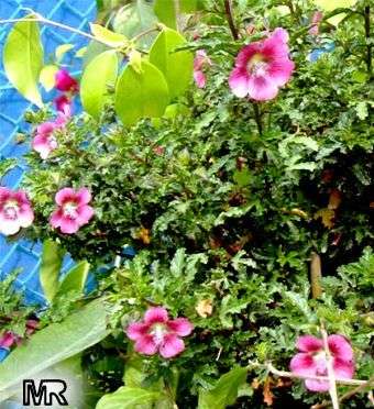 5 Anisodontea fruticosa (Cape Mallow) Seeds - Indigenous