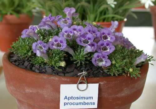 Karoo Violet Seeds - Aptosimum procumbens - Indigenous Medicinal Perennial - Global Delivery