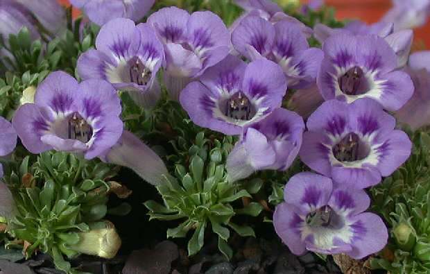 Aptosimum procumbens Seeds - Indigenous