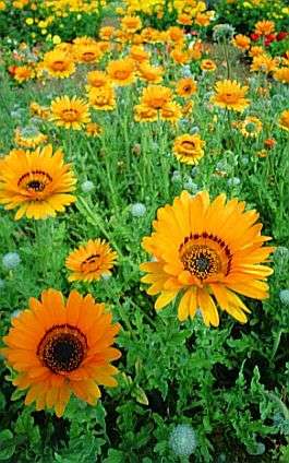 Arctotis fastuosa Seeds - Sow Autumn - Indigenous