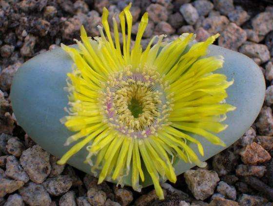 Argyroderma crateriforme Seeds - Succulents