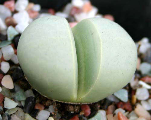 Argyroderma delaettii Seeds