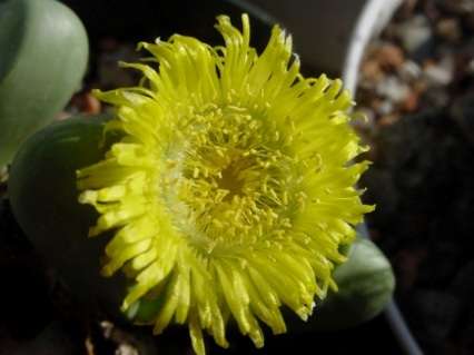 RARE SEEDS Argyroderma patens Seeds - Succulents