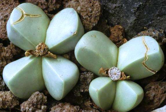 Argyroderma ringens Seeds - Indigenous Succulents
