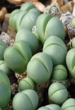 Argyroderma subalbum Seeds - Indigenous Succulents