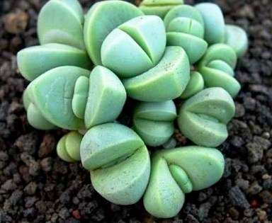 RARE SEEDS Argyroderma testiculare (Succulents from Knersvlakte South Africa) Indigenous