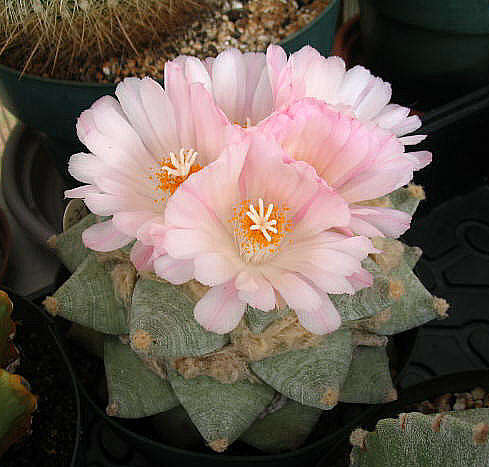 50+ Mixed Cactus Seeds