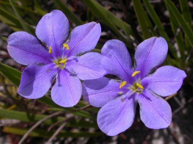 Aristea africana Seeds - Sow Autumn - Indigenous Bulbs Seeds