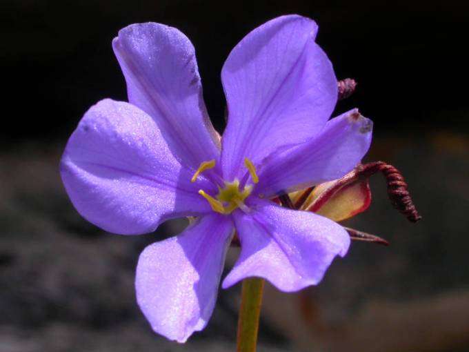 10 Aristea africana Seeds - Sow Autumn - Indigenous Bulbs Seeds