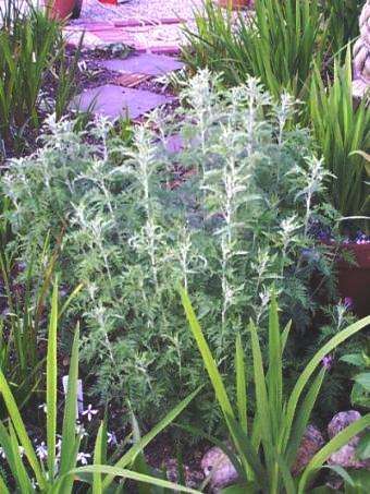 African Wormwood Artemisia afra Medicinal Herb Seeds