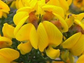 Aspalathus excelsa Seeds - Sow Autumn - Indigenous