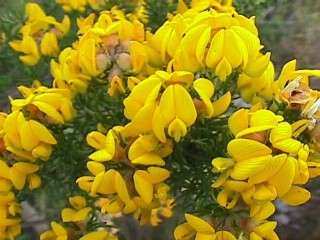 20 Aspalathus excelsa Seeds - Sow Autumn - Indigenous