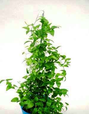 10 Asparagus asparagoides Seeds - Indigenous