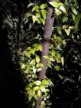 Asparagus asparagoides Seeds - South African Indigenous Climber