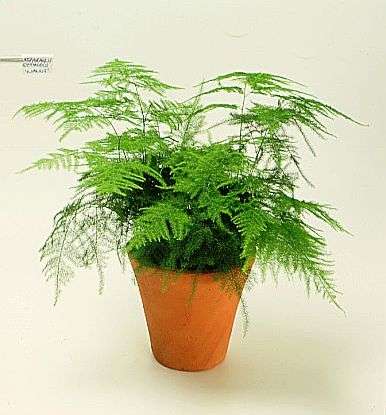 Asparagus setaceus Seeds - Indigenous