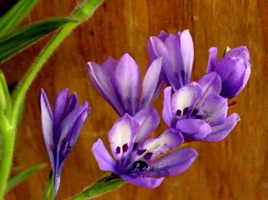 20 Babiana angustifolia Seeds - Sow Autumn - Indigenous Bulbs Seeds