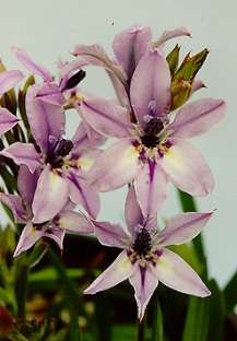 Babiana disticha Seeds - Sow Autumn - Indigenous Bulbs Seeds